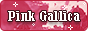 pink gallica